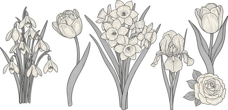 Collection of hand drawn spring flowers snowdrop tulip daffodil iris and rose botanical black and white vector illustration.