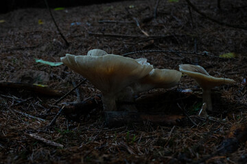 Grey mushroom, Clouded agaric, also known as Cloud funnel, in a dark pine forest