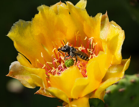 A Cactus Woodborer Bee (Lithurgopsis) pollinating inside a Prickly Pear Cactus flower with its long tongue fully extended and visible. Close up view. - Powered by Adobe