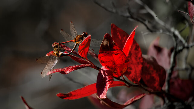 Mating Dragonflies - Powered by Adobe