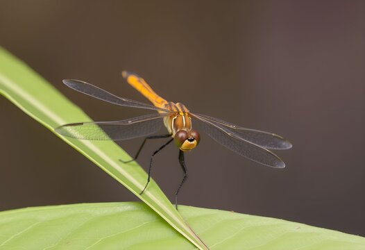 A close up of a Dragonfly