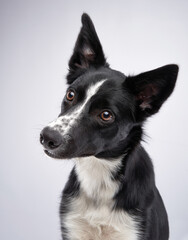 A black and white Border Collie stands confidently in a studio, gazing forward with an attentive expression. Its sleek fur and well-groomed appearance highlight its athletic and intelligent demeanor.