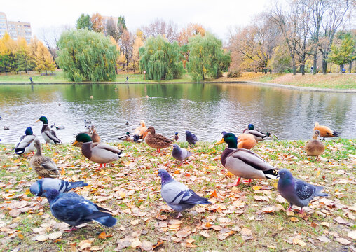 Ducks and pigeons gathering by a serene pond - Powered by Adobe