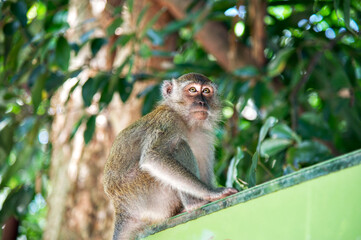 Wild Monkey Sitting on Fence in Tropical Forest
