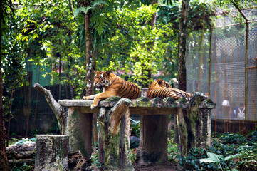 Two Majestic Tigers Resting in a Lush Green Zoo Enclosure