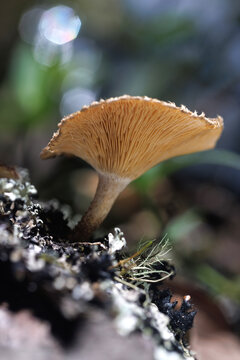 Hongo silvestre de color ocre con detalle de sus laminillas creciendo en liquen sobre madera, capturado en el bosque de Santa Elena, Antioquia, Colombia. Macro con bokeh de luz.