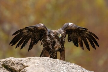 &Aacute;guila Real mojada