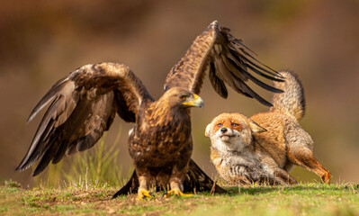 Zorro y Águila Real
