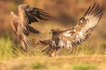 Pelea de Águilas Reales