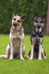 Two East European Shepherd dogs posing outdoors sitting together on a green grass