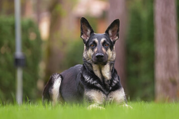 Cute East European Shepherd dog posing outdoors lying down on a green grass in spring