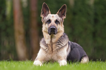 Obedient East European Shepherd dog posing outdoors lying down on a green grass in spring