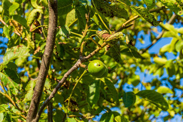 Green walnut growing on a tree branch against a clear blue sky during late summer