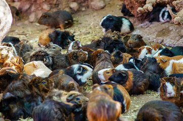 Guinea pig in nature