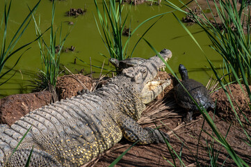 A crocodile and a turtle on the banks of the Nile