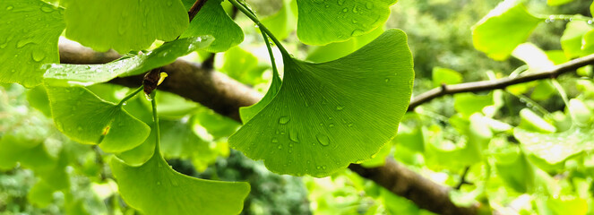 Fresh green ginkgo biloba leaves with dew droplets, highlighting their unique fan shaped form. A vibrant botanical scene medicine, healing properties, natural remedies, wellness, and plant science.