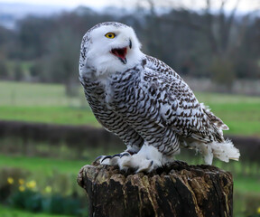 Steely eyed snowy owl