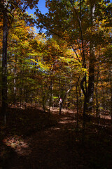 autumn in the forest in arkansas