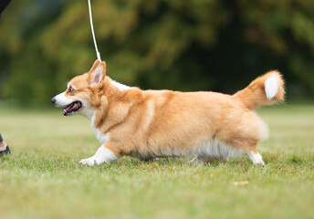 Welsh Corgi Dog Trotting on Green Grass during a Walk
