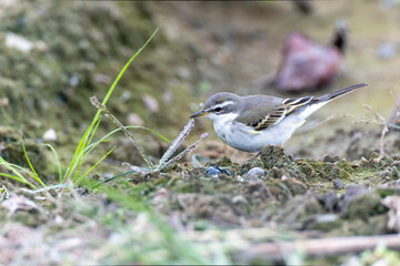 休耕田に飛来したツメナガセキレイ