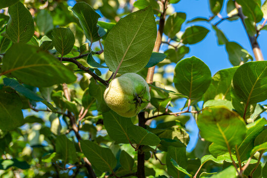 Quince fruit hanging among vibrant green leaves in sunny orchard - Powered by Adobe