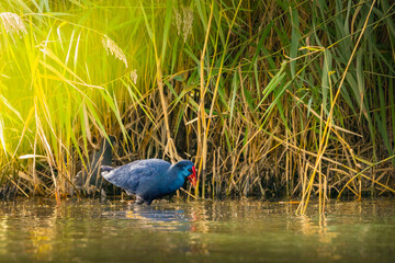 Western Swamphen (Purple Swamphen) looks at his reflection in the water in a lake in the Netherlands