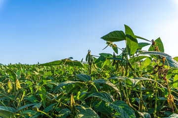 Green soybean plants under bright blue sky during sunny day in rural farmland