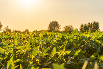 Vibrant green soybean field under a warm sunset sky in late summer