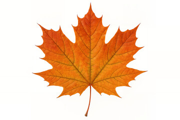 Fototapeta premium A single orange maple leaf with fine details and sharp edges shown in a photographic style on a plain white background. Represents autumn, nature, and seasonal change