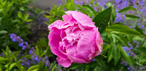 Close-up of a blooming pink peony with soft, delicate petals and lush texture. A bright floral scene perfect for themes of beauty, gardening, romance, nature, botanicals, skincare, and elegant design.