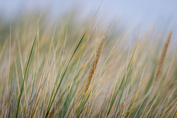 Grass Textures, grass in the sand dunes, blows on a sunny autumn day, Druridge Bay, Northumberland, August 2025. 