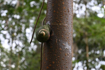 An endemic land snail known as the giant land snail holding onto a tree stem