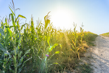 Golden sunlight beams over a green cornfield beside a dirt path during sunset in rural farmland