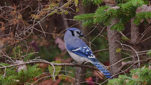 Autumn Forest Scene With Blue Jay On Maple Branch Canada. A Wild Blue Jay Sits On A Tree Branch Amid Bright Red And Yellow Leaves In The Peaceful Autumn Forest Of Nova Scotia.