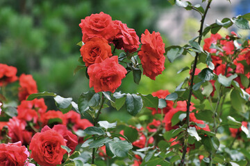 red Spartan is a floribunda rose variety.