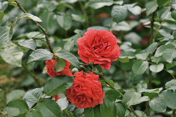 red Spartan is a floribunda rose variety.