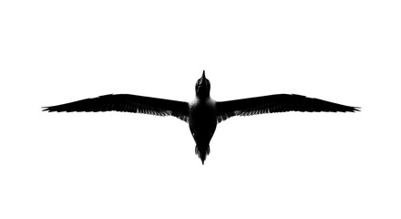 Silhouette of bird in flight isolated on white background