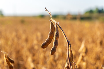 Close-up view of soybean pods hanging on a plant in a golden field during late afternoon sunshine