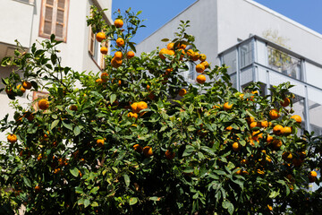 Orange tree full of ripe fruit growing in bright sunlight on a Tel Aviv street. Lush green leaves and vibrant oranges create a fresh Mediterranean atmosphere in an urban environment.