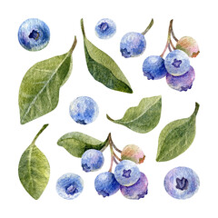 Watercolor blueberries branch, green leaves and ripe berries on white. Hand drawn botanical set