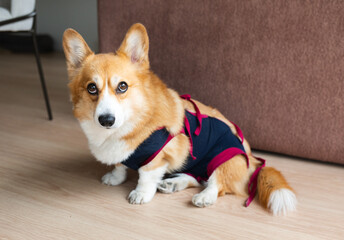 Welsh corgi pembroke dog wearing a protective cloth after sterilization surgery