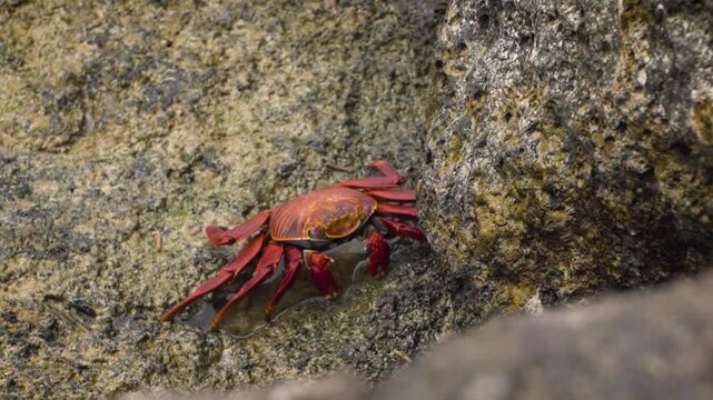 Cangrejo rojo de Gal&aacute;pagos aliment&aacute;ndose sobre una roca en la orilla