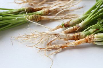Fresh coriander roots on white background.
