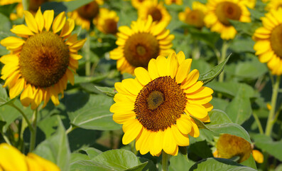 Blooming sunflower fields. Beautiful yellow flower