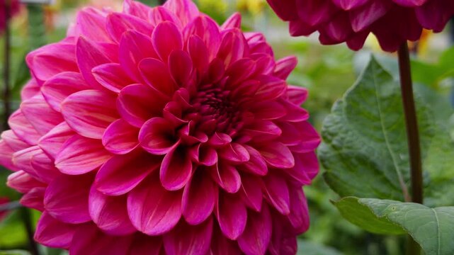 Halifax Park Garden With Dahlia Flowers In Bloom Autumn Canada. Peaceful View Of Colorful Dahlias Blooming In The Crisp Fall Air Of Nova Scotia Urban Garden.