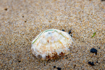 Common Limpet shell, Patella vulgata, resting on the sand as the tide goes out. Druridge Bay, Northumberland August 2025