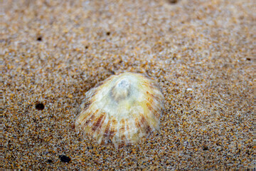 Common Limpet shell, Patella vulgata, resting on the sand as the tide goes out. Druridge Bay, Northumberland August 2025