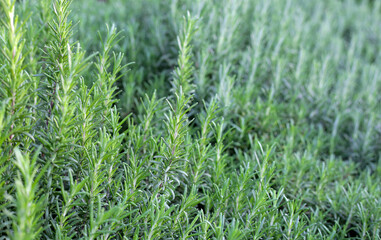 Rosemary plant, Fresh herb in the garden