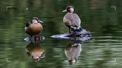 Ducks in a lake with shadows appearing
