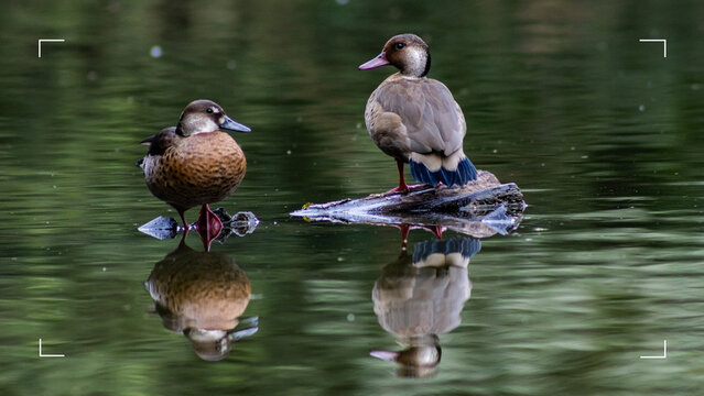 Ducks in a lake with shadows appearing